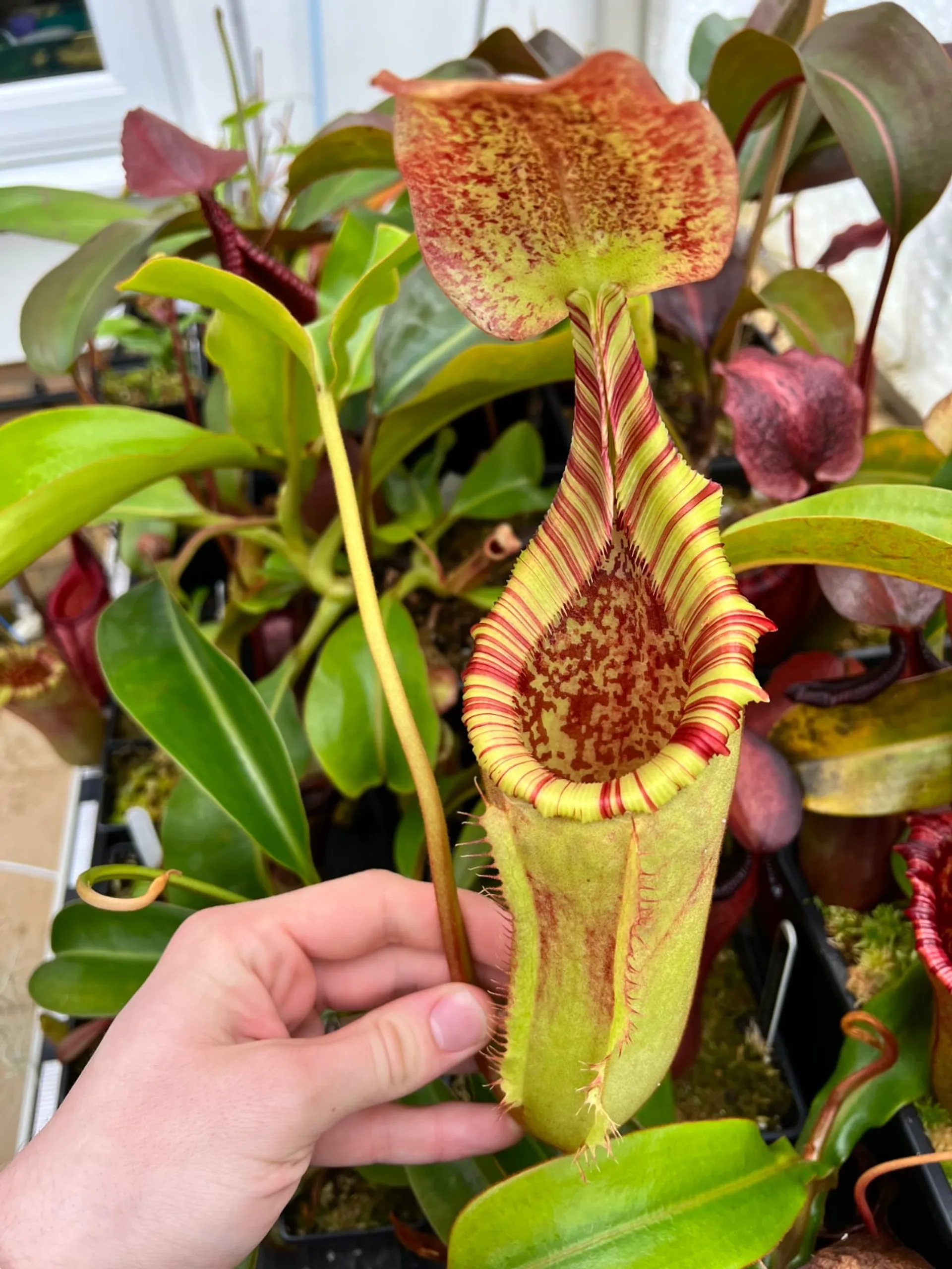 Nepenthes veitchii x lowii | Tom's Carnivores Nepenthes veitchii x lowii | Tom's Carnivores